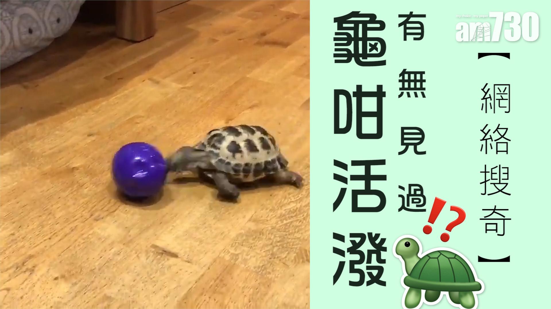 有無見過龜咁活潑？