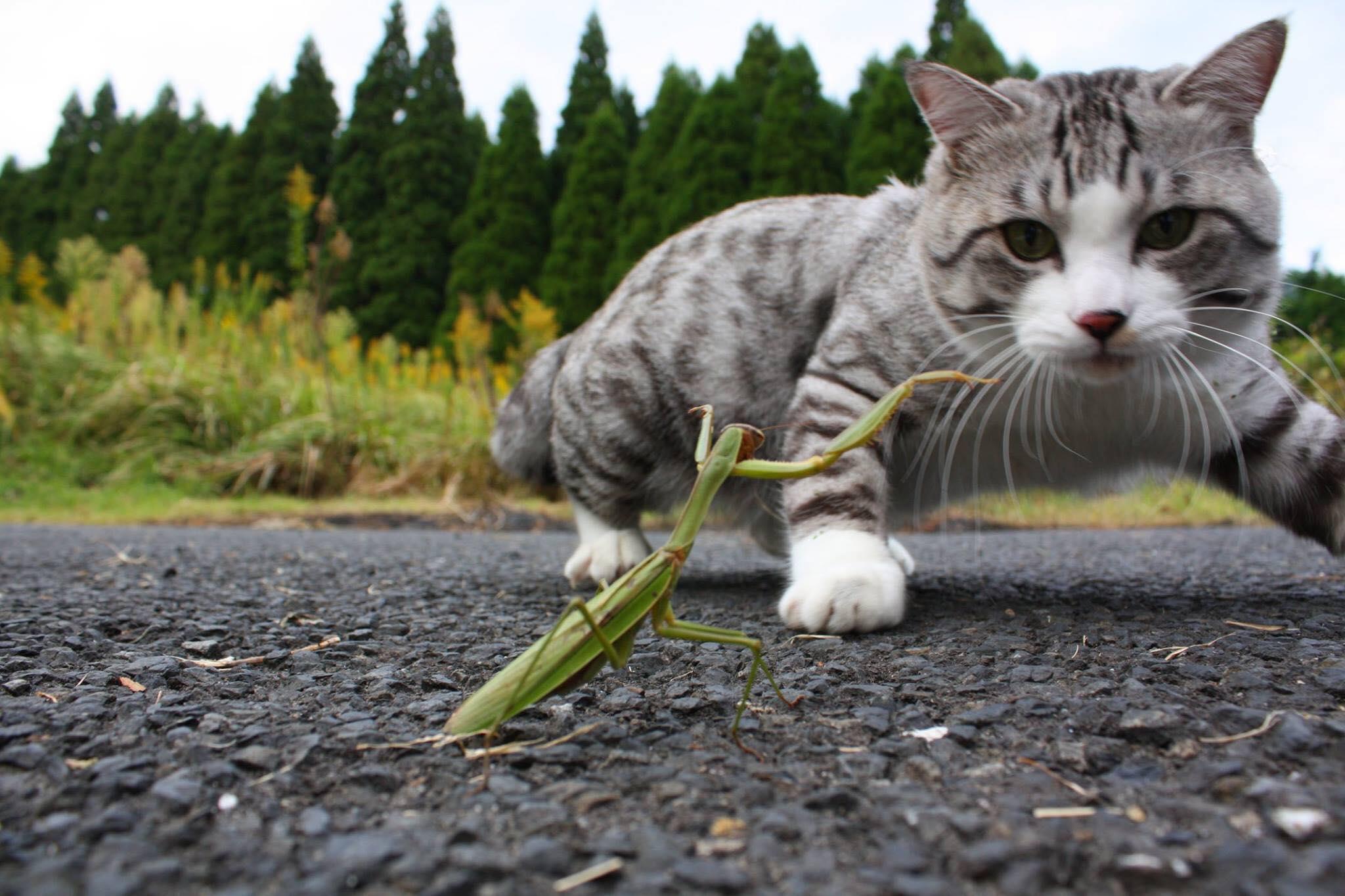 世紀大戰邊個贏？ 螳螂VS貓