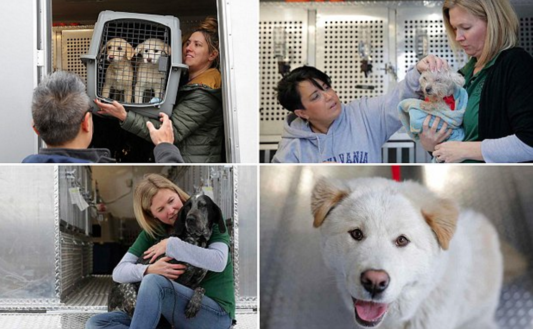 盤中飱變寵物 韓幸運犬美國重生