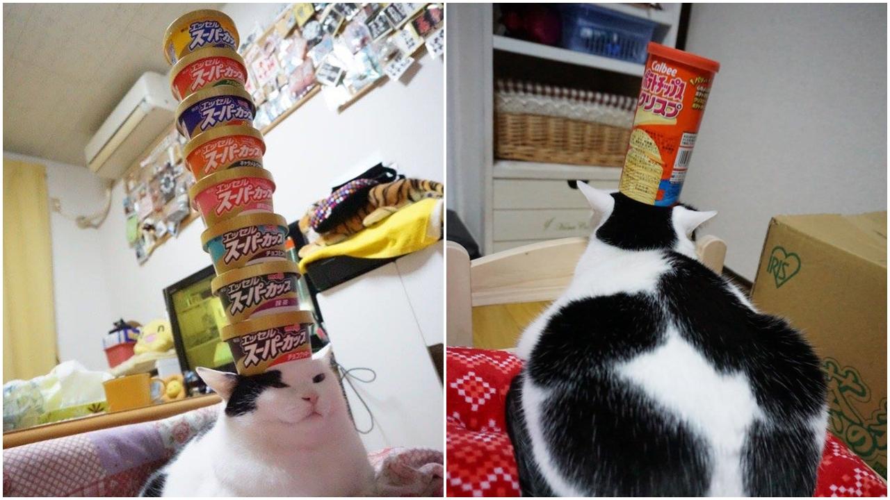 貓貓頭頂層層疊