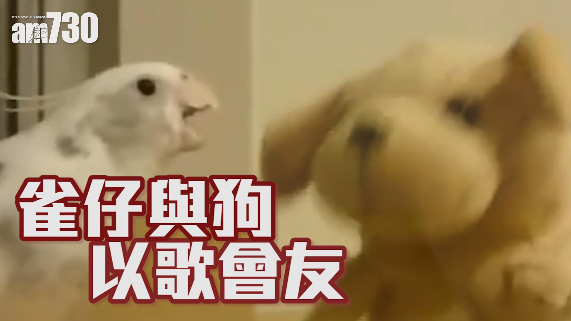 雀仔與狗 以歌會友