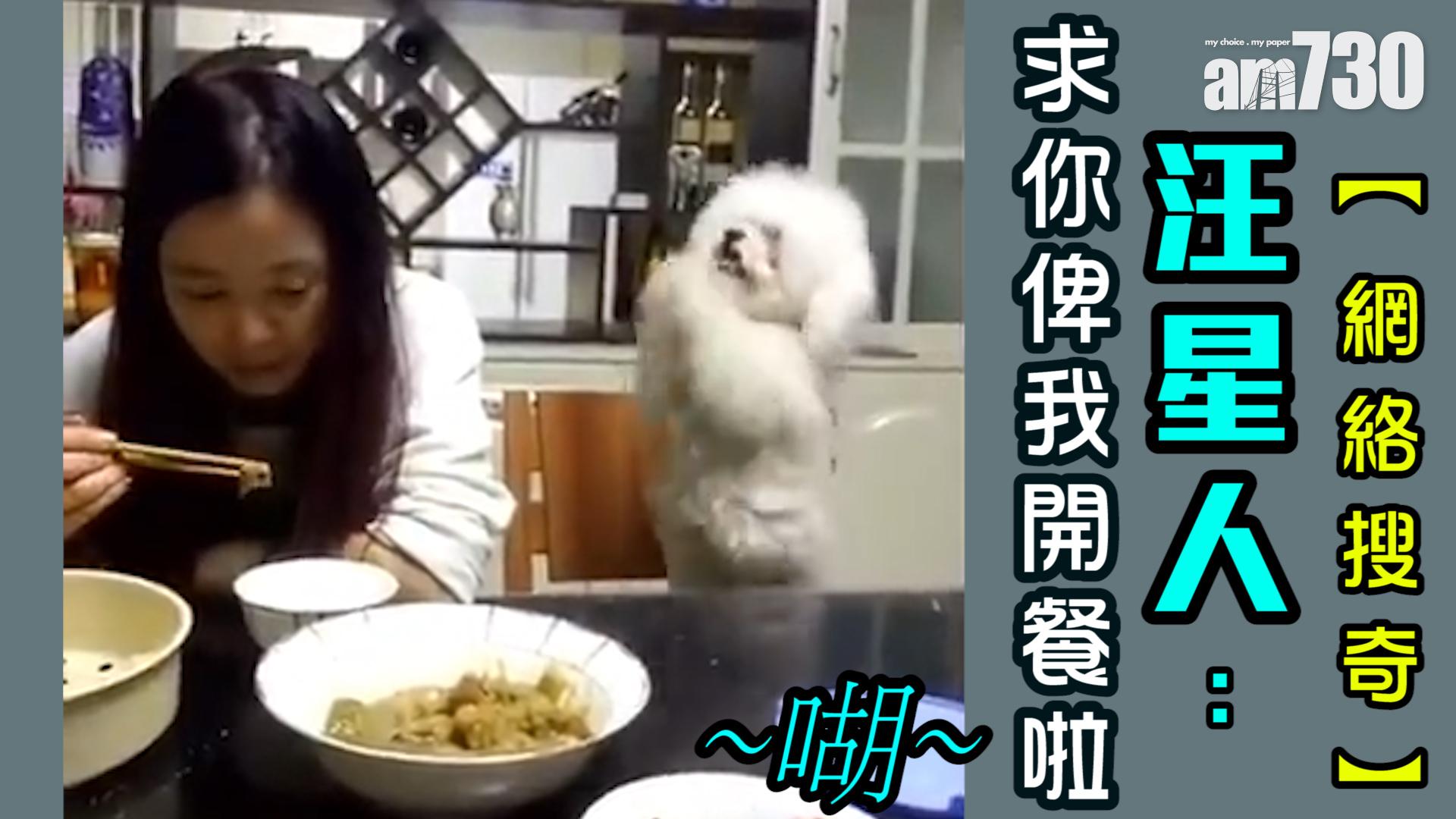 汪星人：求你俾我開餐啦，㗅！