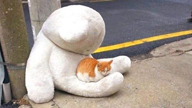 喵星人遇上熊 互相取暖