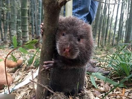 行山捉到萌竹鼠 深圳男欲煲湯