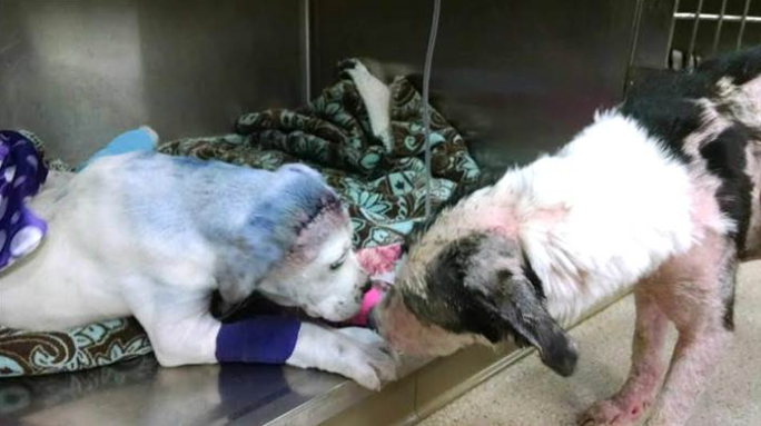 受虐狗被主人噴漆射擊 狗友送暖