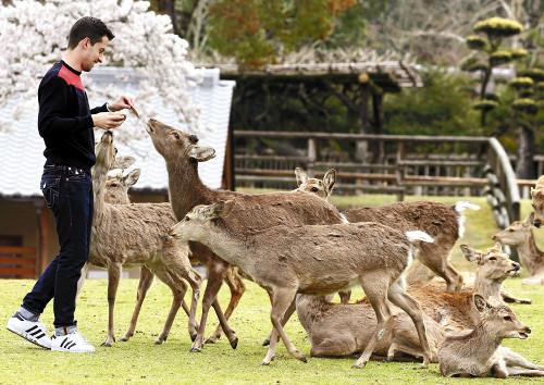 奈良公園擬禁遊客餵鹿吃外來食物 違者罰近3500元