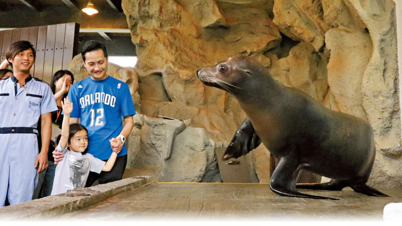 海洋公園推動物月 遊人近距離觸摸海獅