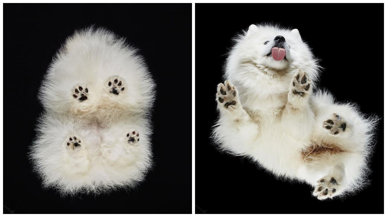 終極「低炒」汪星人