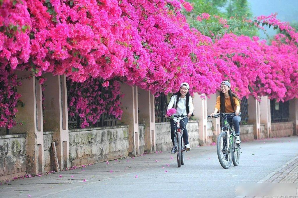 廣西南寧街頭三角梅盛放