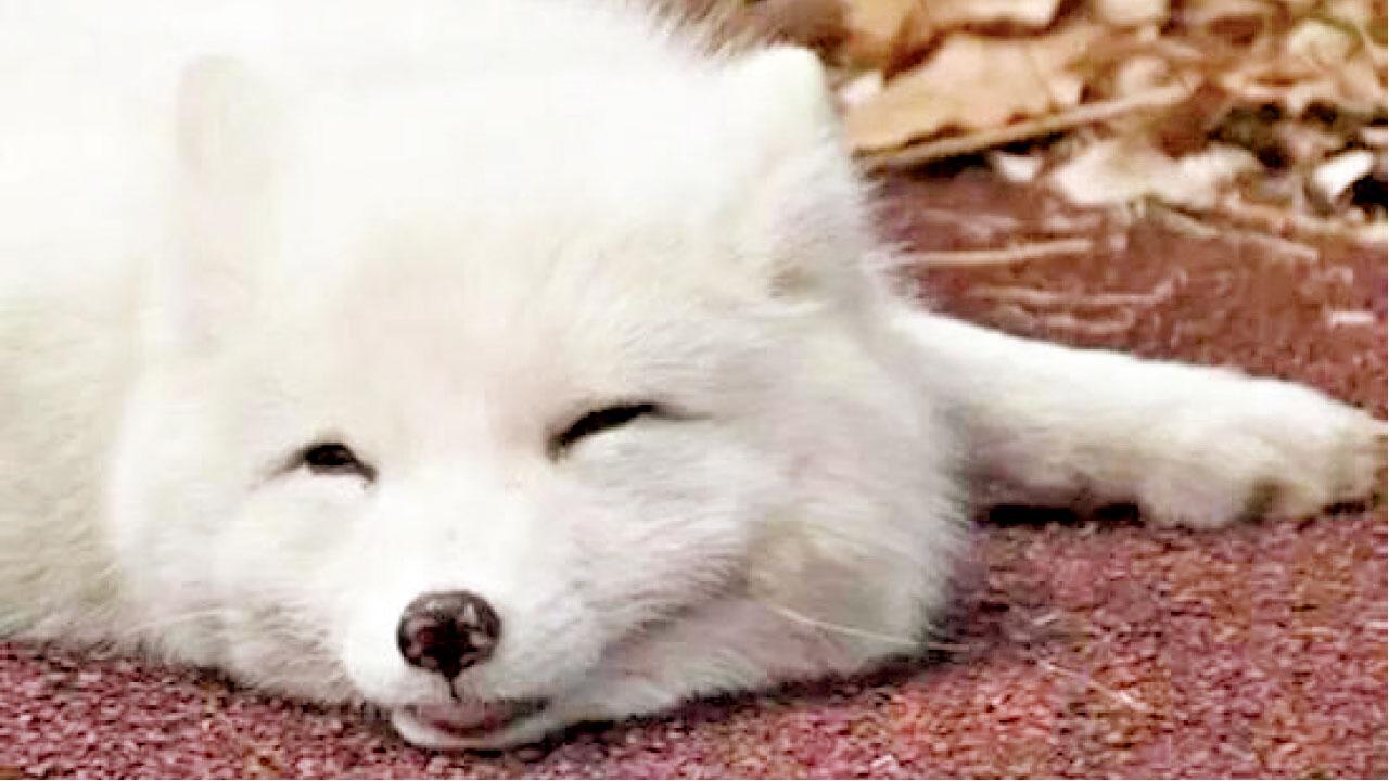 杭州中學白狐出沒身世成謎