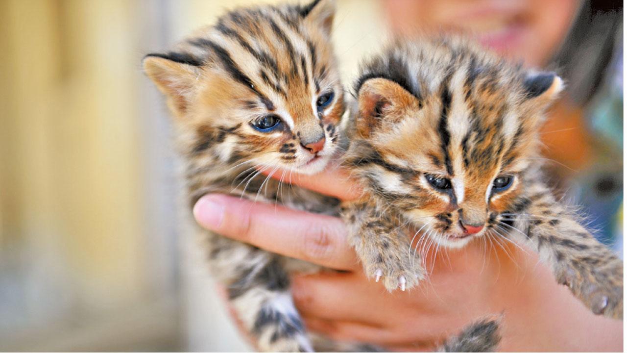 [am's Pick]小豹貓