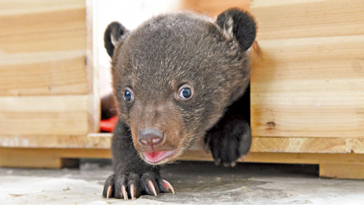 [am's Pick]萌寶寶