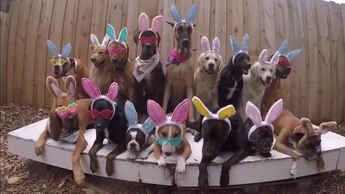 狗狗化身復活兔 (有片)