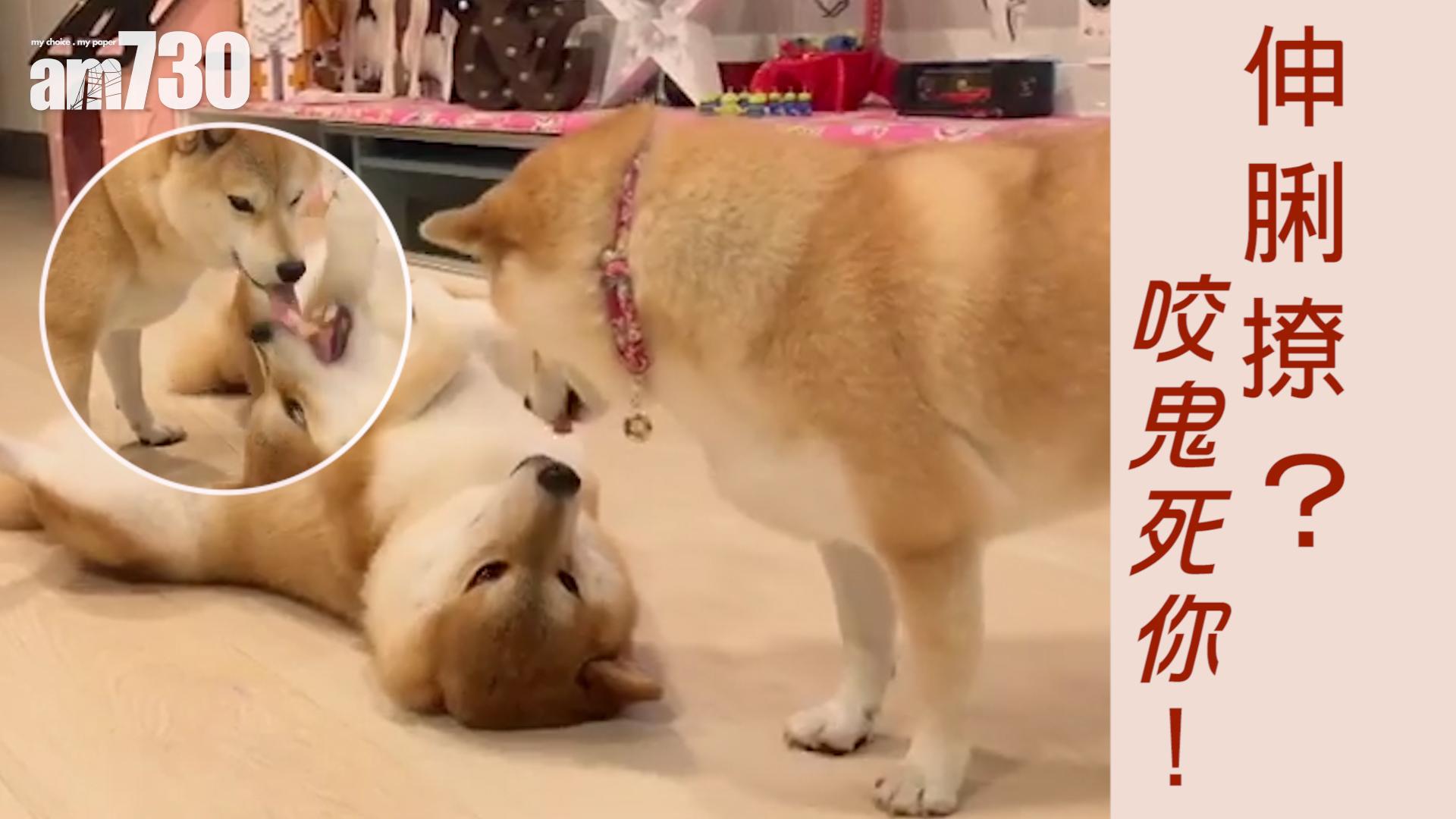 伸脷撩？ 咬鬼死你！