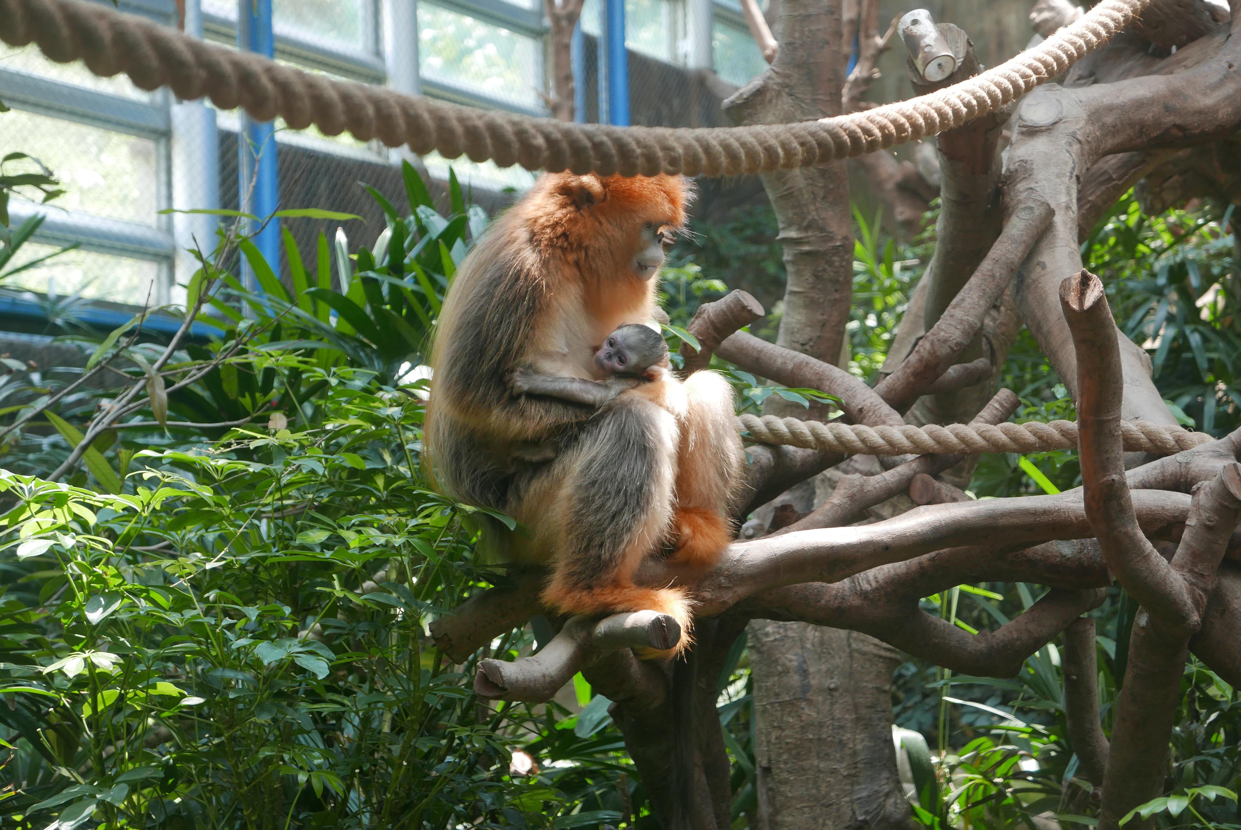 川金絲猴寶寶海洋公園出世啦