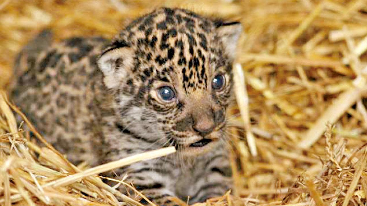 英首誕美洲豹BB