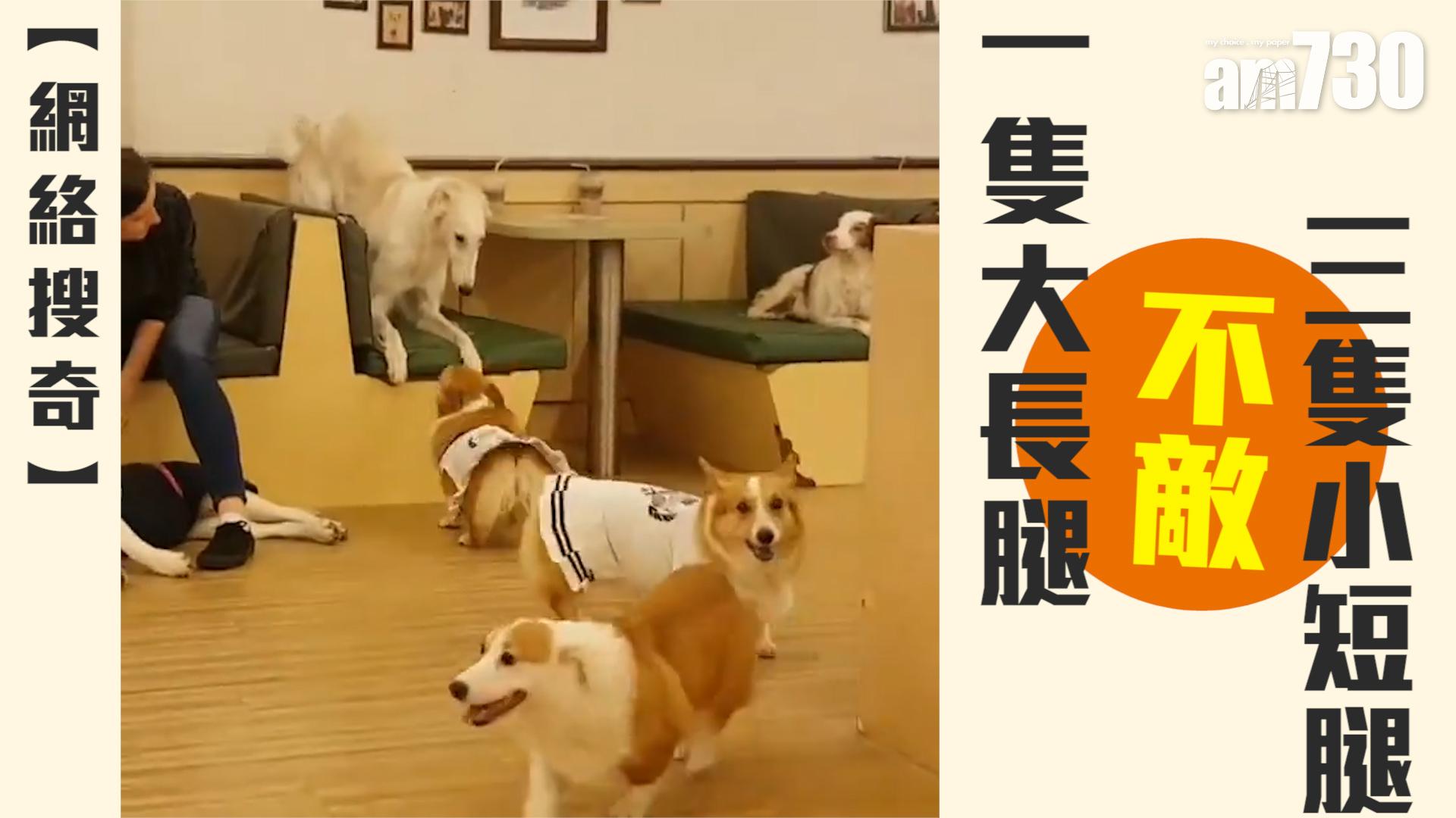 一隻大長腿 不敵三隻小短腿