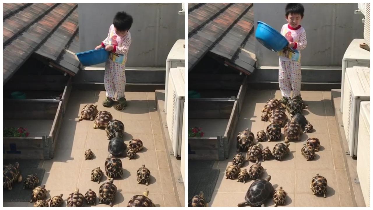 有得食 烏龜都開摩打！ (有片)