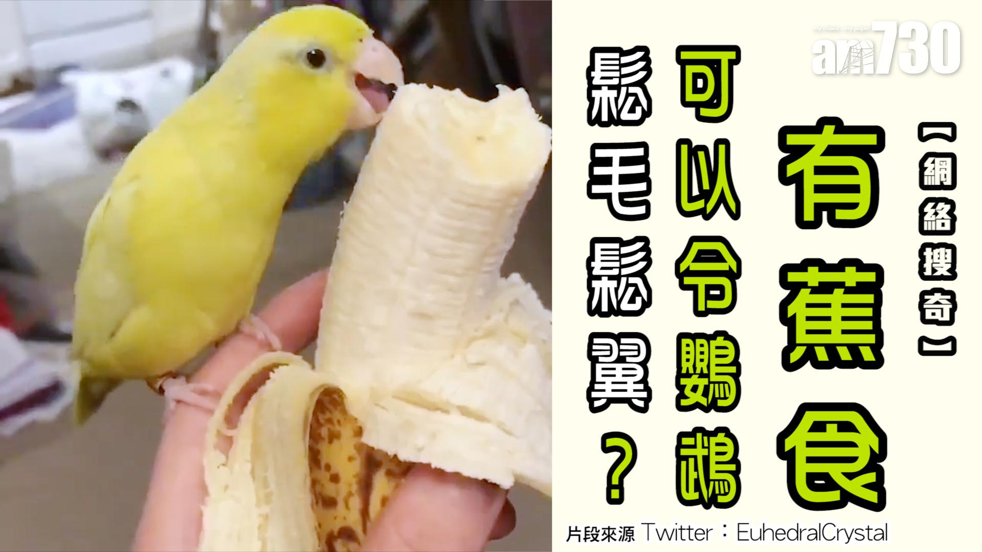 有蕉食 可以令鸚鵡鬆毛鬆翼？