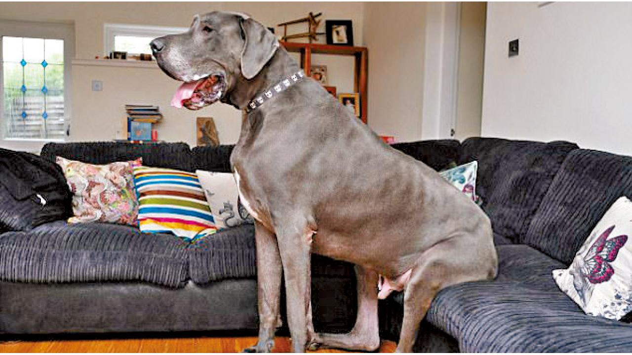 狗大食窮主 日擦2磅肉全英最巨