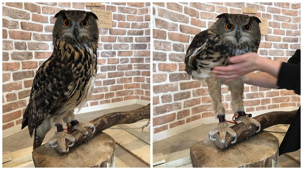 貓頭鷹原來有大長腿？