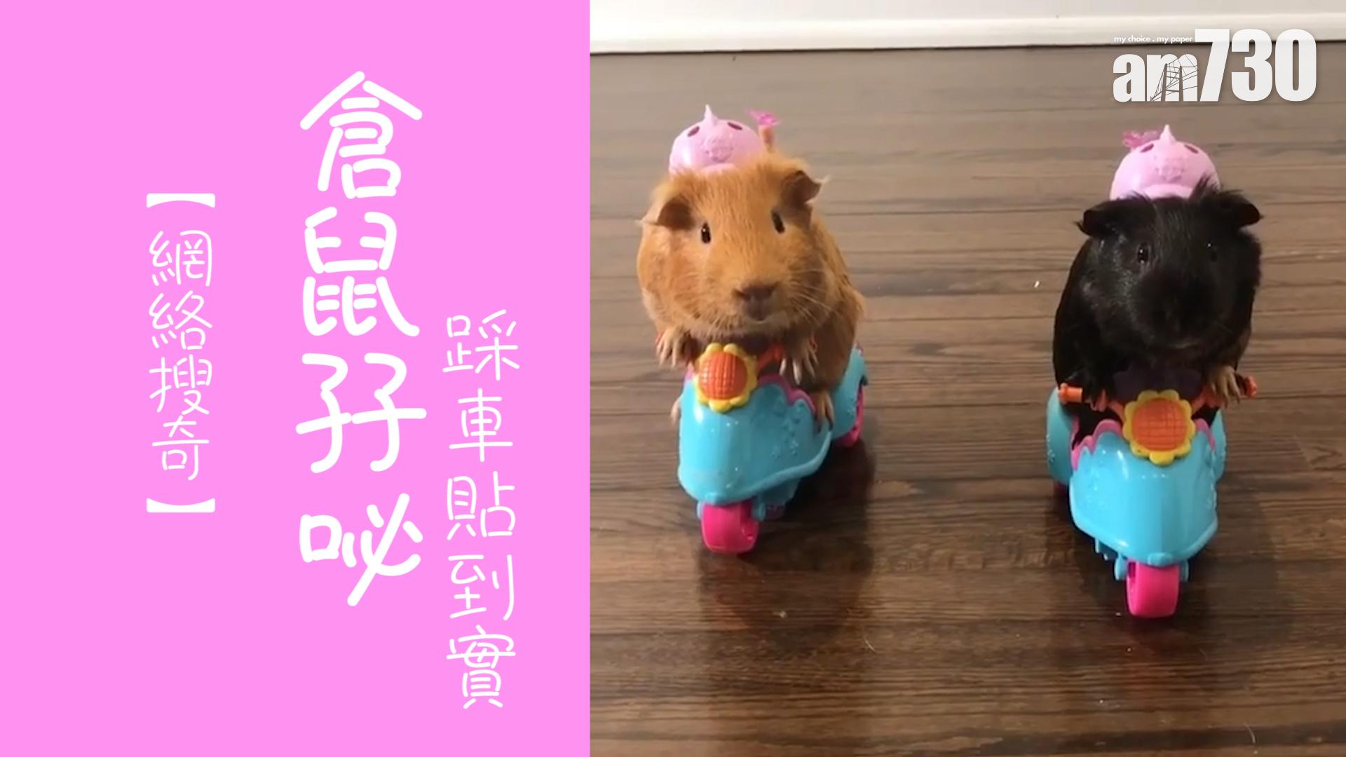 倉鼠孖咇踩車貼到實