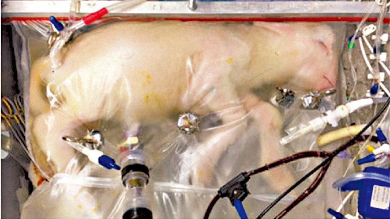 仿胎盤功能 6幼羊健康成長 人工子宮可望增早產嬰存活率