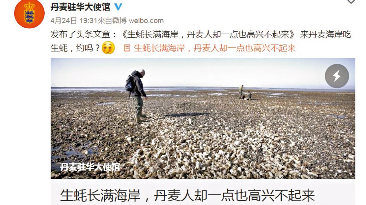 生蠔繁殖成災  丹麥使館：可出口中國