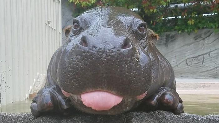 超治愈 河馬BB伸脷勁Cute