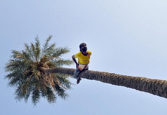 爬樹打倒褪 只為斷窮根