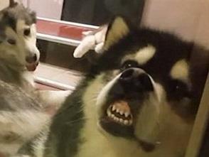 爆笑！雪橇狗爸爸湊仔累到擘大口(有片)