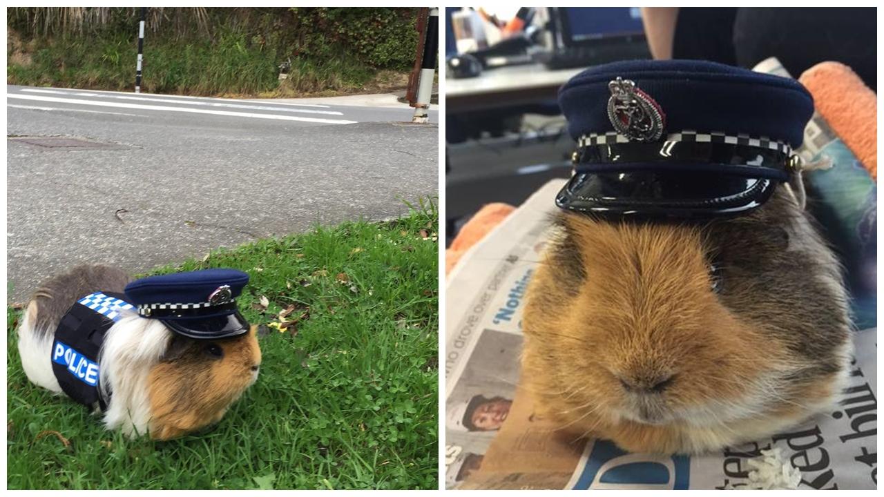 新西蘭豚鼠變警察 宣傳安全駕駛靠賣萌