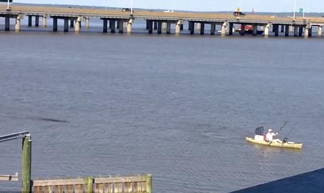 驚險！男子划獨木舟 鱷魚高速從後追上(有片)