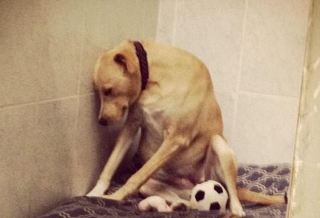 世界最悲傷狗再被拋棄 面臨安樂死