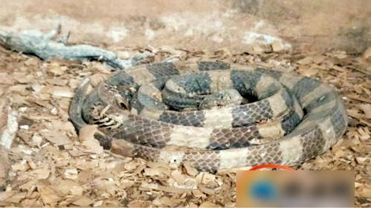 蛇變乾屍無人理 海南動物園遭勒令整改