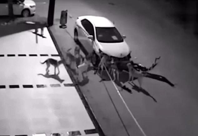 野狗捉貓 白車當災