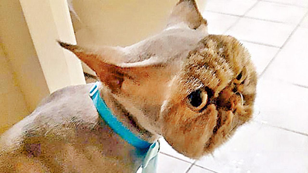 君臨天下不再  波斯貓修毛變禿