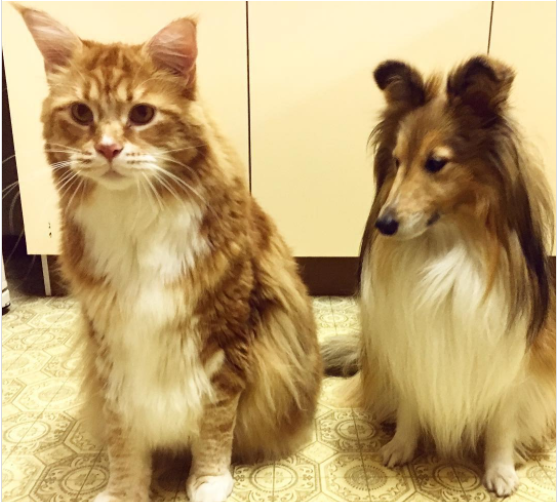 這可能是世界最長的貓……