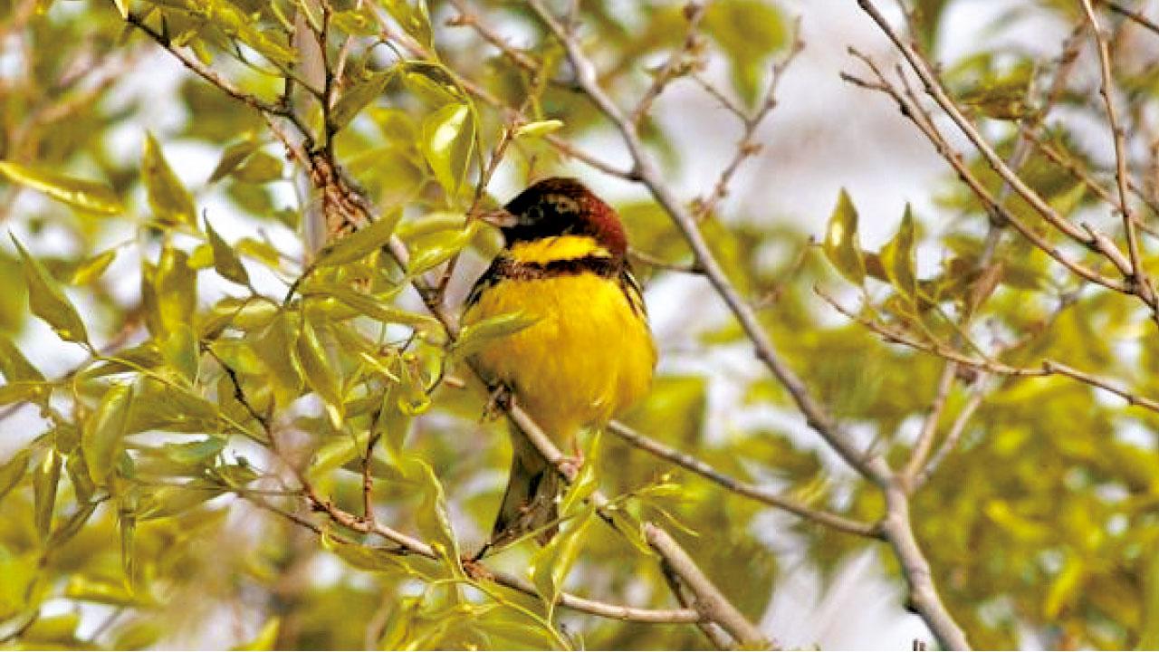 報告指責人類貪吃  禾花雀由無危食到瀕危