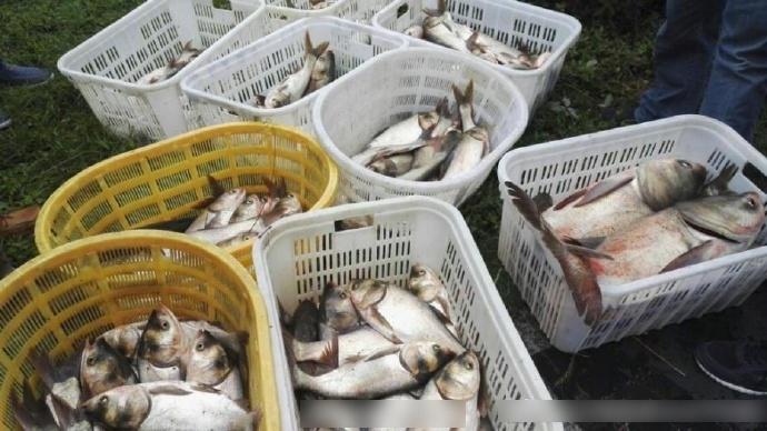 湖中魚太多 湖北一學院請學生吃魚宴