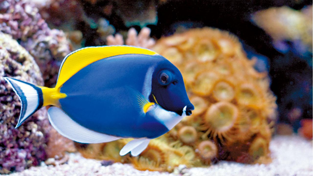 告假奇譚：金魚生得