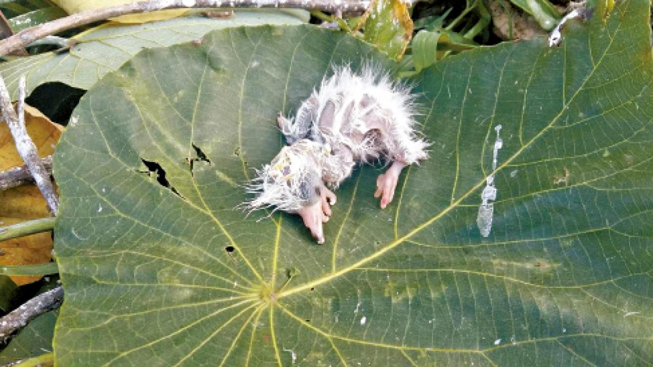 康文署鷺鳥林修樹冠 觀鳥會斥罔顧雛鳥生命