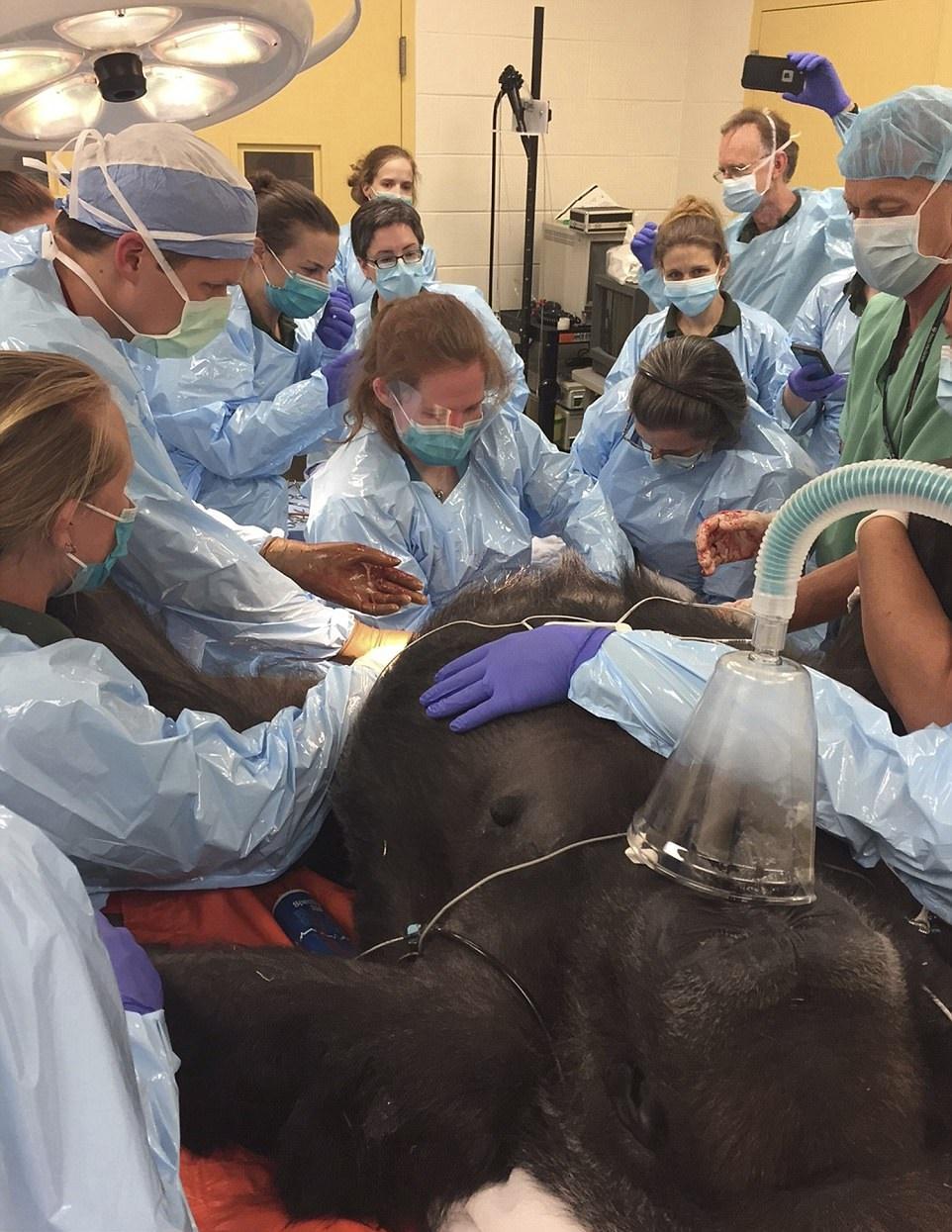 大猩猩難產 獸醫人醫救駕