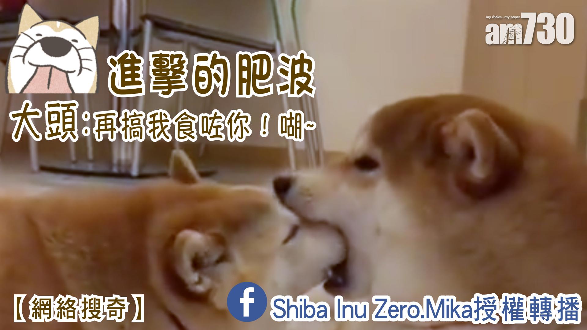 【網絡搜奇】進擊的柴柴：再搞我食咗你！㗅~