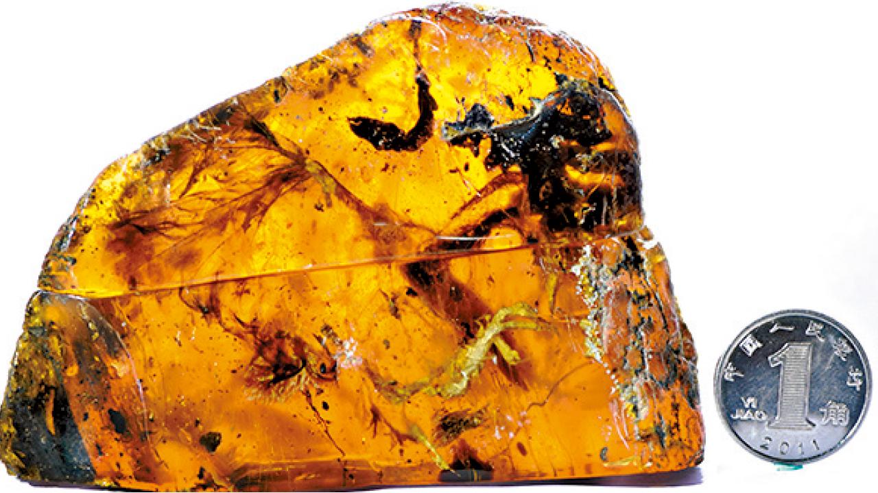 全球首件 距今9900萬年  古幼鳥琥珀 滬月底展出