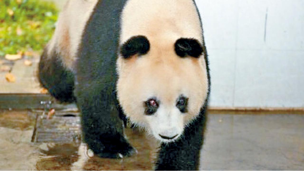 川34歲雌性大熊貓病逝 相等人類百歲