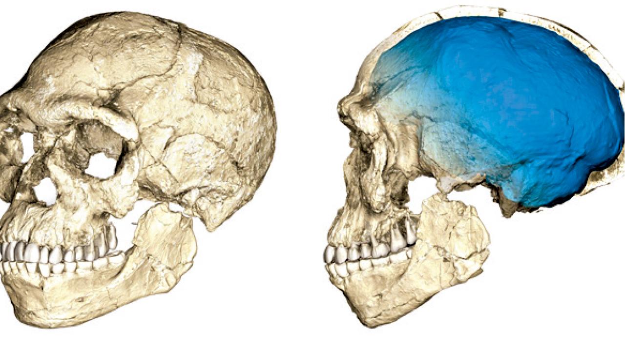 化石出土 智人起源推前10萬年