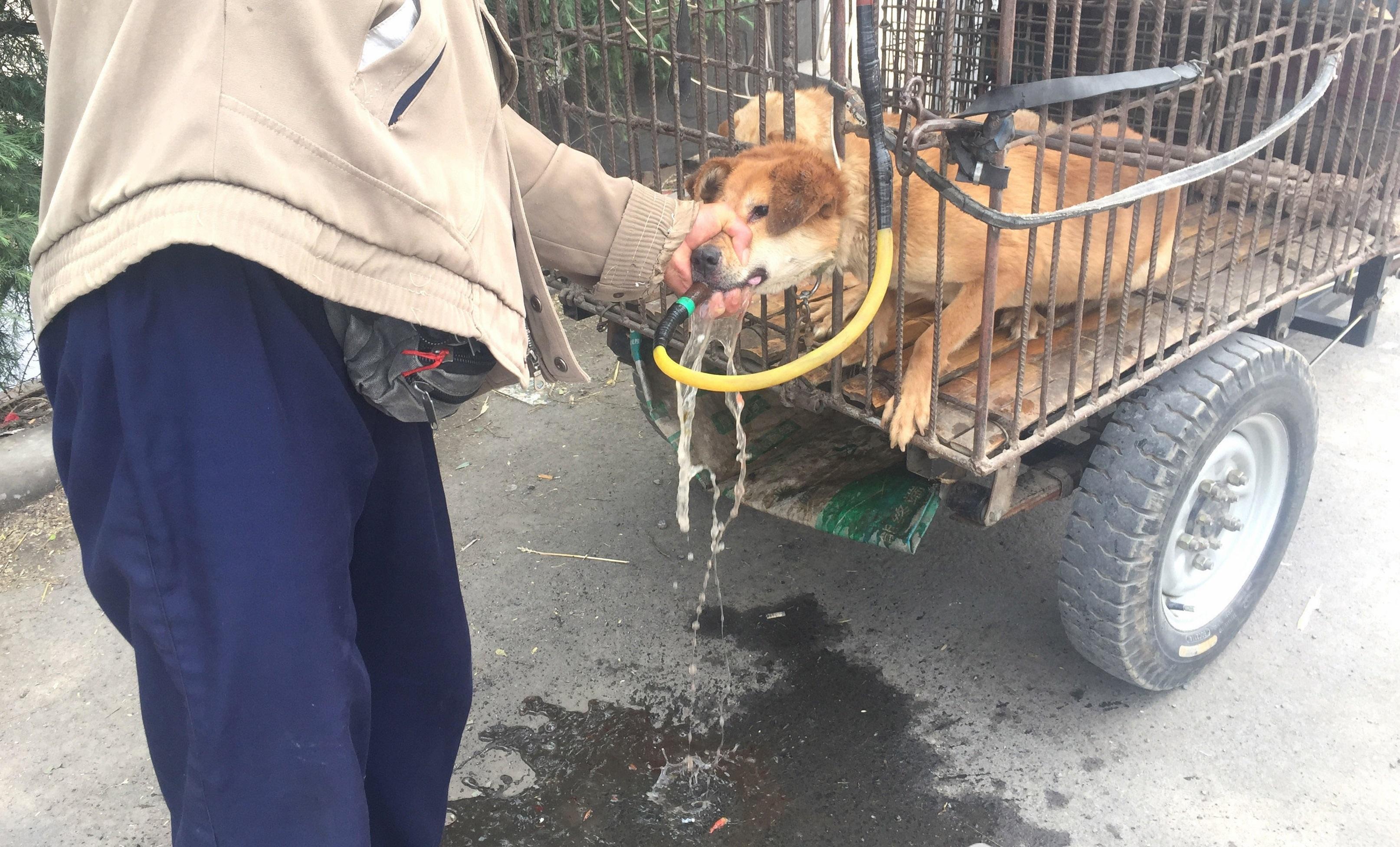 河南狗販為呃秤強灌水 懶理狗隻吐血