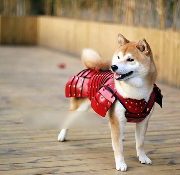 寵物武士道 貓狗添威武