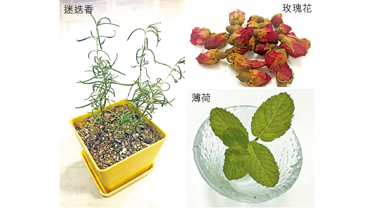 【特稿】天然芳香有助提升腦力